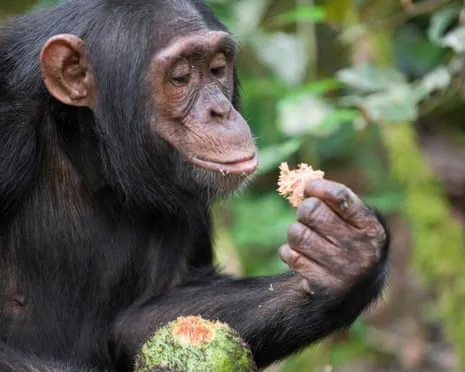 Chimpanzees Consume Daily Alcohol Comparable to a Pint from Fermented Figs
